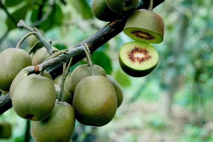 猕猴桃用什么肥料
