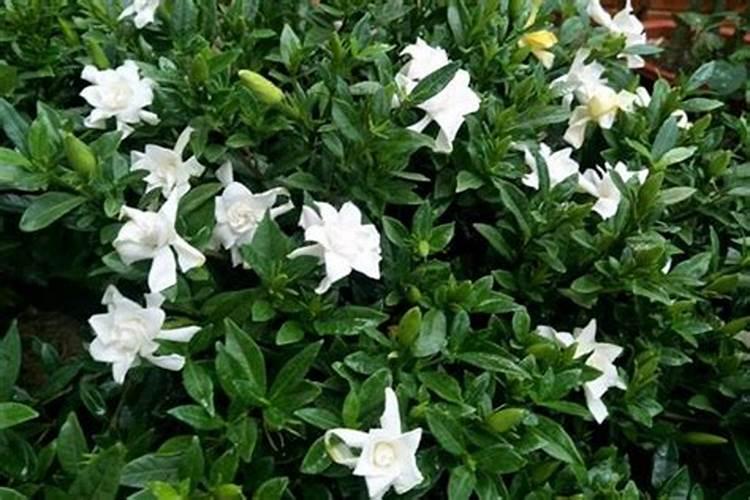 如何让栀子花开花