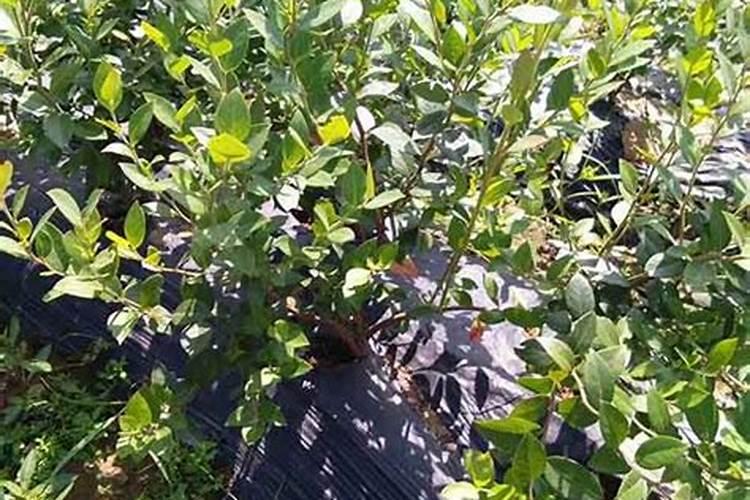 蓝莓专用肥料哪个牌子好