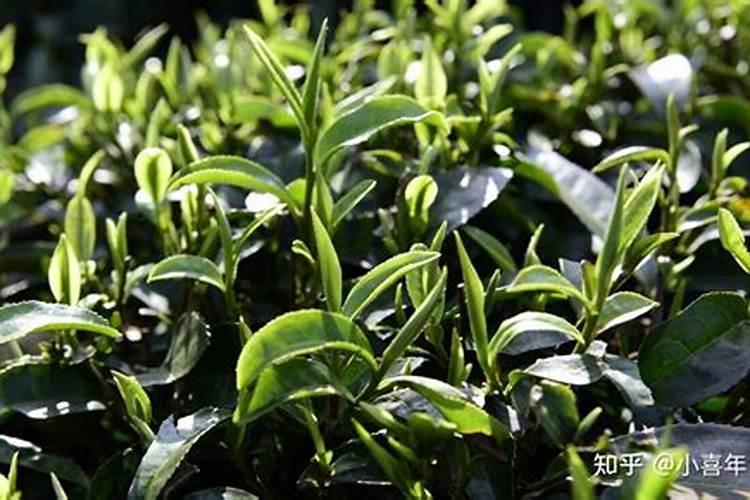 茶叶叶面肥催芽肥的正确使用