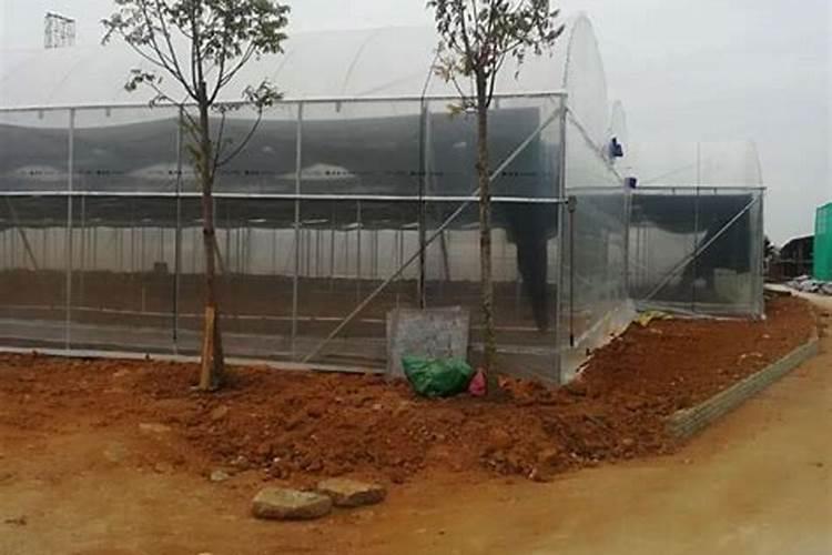 西红柿什么时候追钾肥好西红柿熟了一亩地追多少斤钾肥？