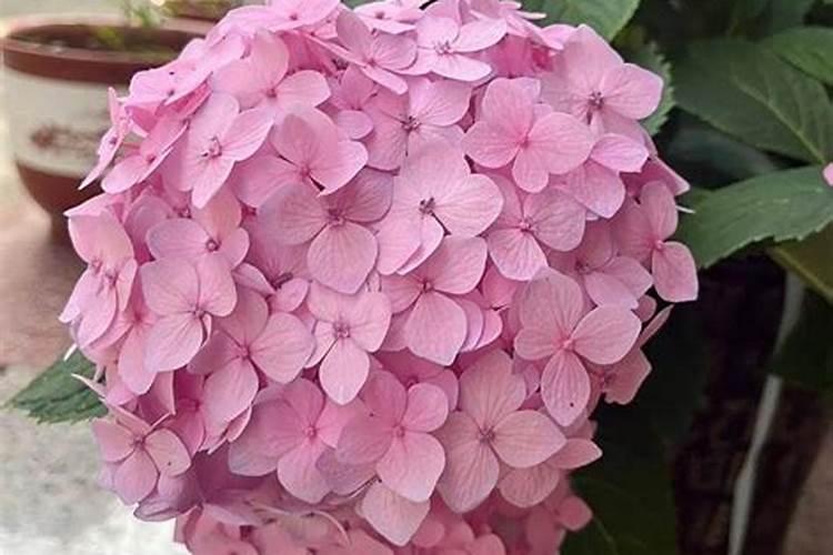 绣球花施肥时间和方法