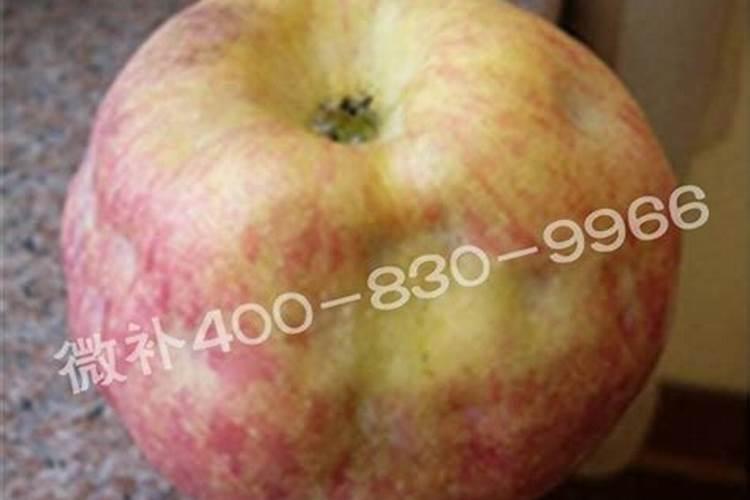 苹果树在花期能喷硼肥吗？