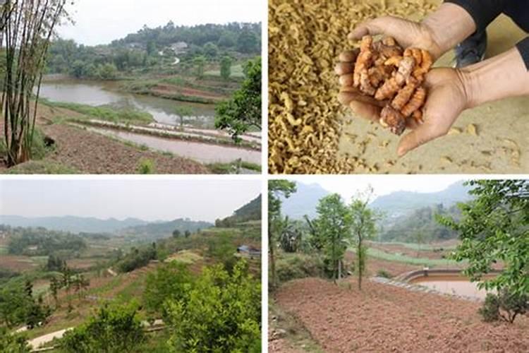 姜黄移栽方法 姜黄移栽种植方法