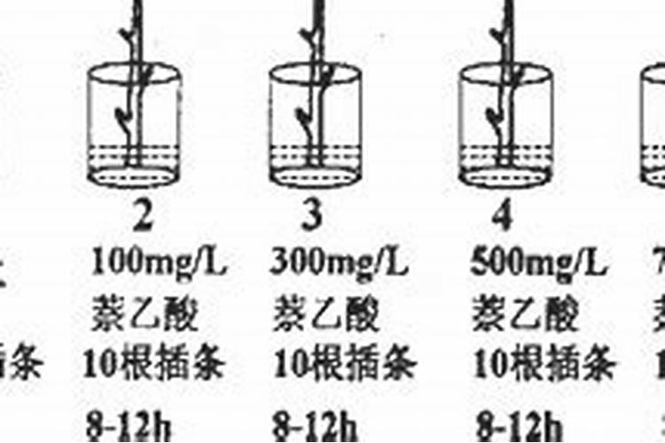 冲施肥冲施肥使用技巧
