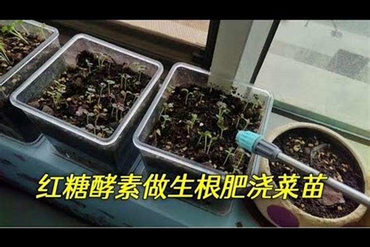 种的小番茄不红发黄