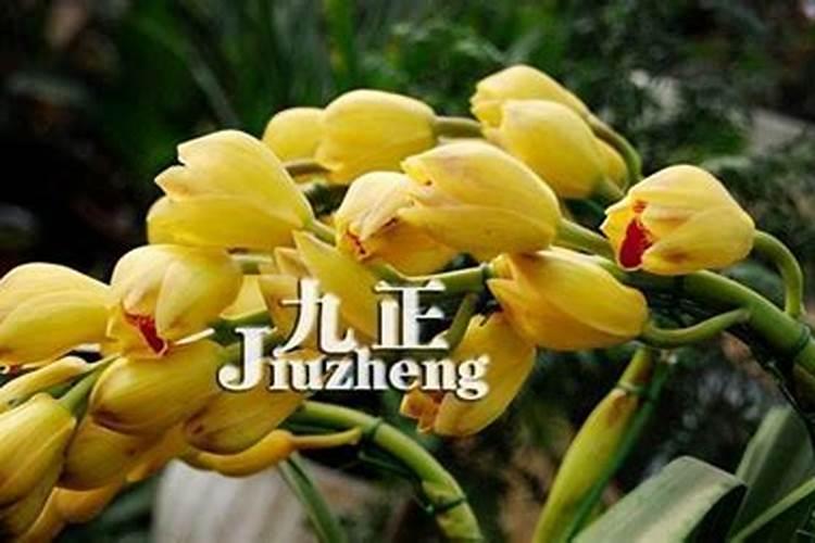 大花蕙兰施肥方法