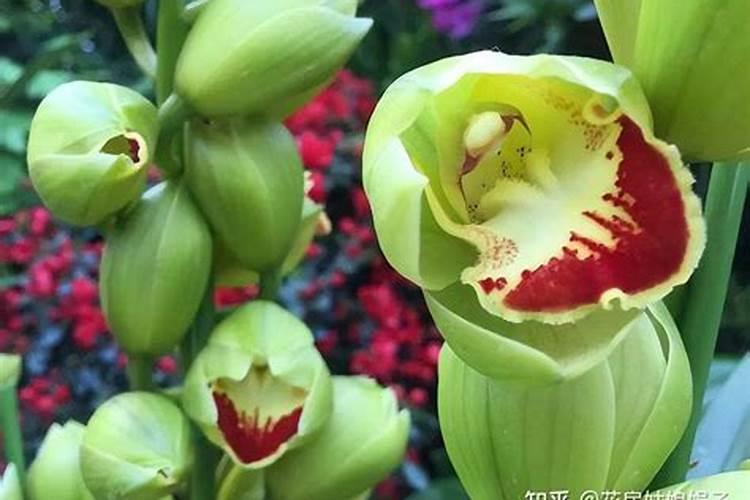 大叶蕙兰怎么养才能年年开花