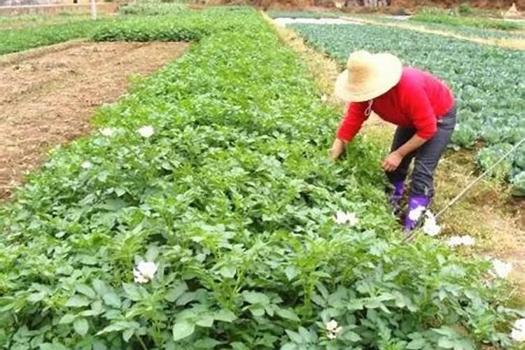 食用小苏打可以浇花吗