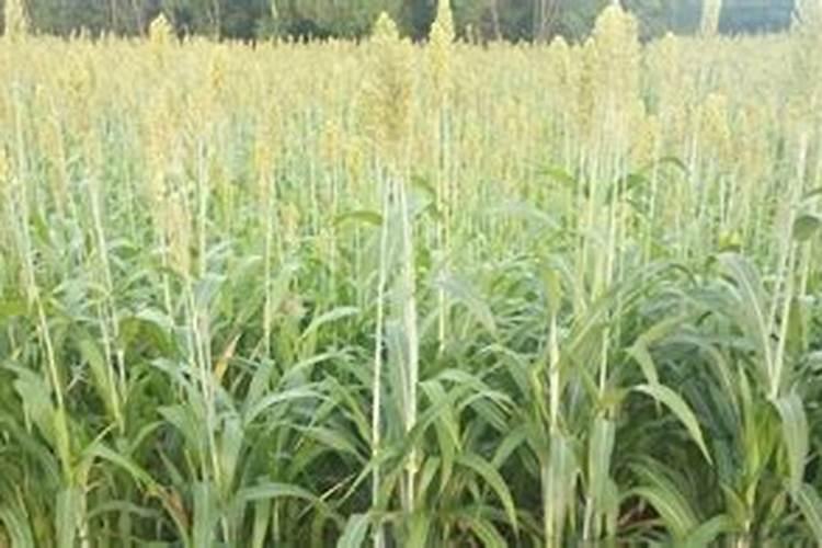 种植高粱用什么化肥