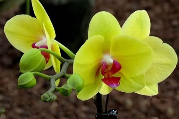 蝴蝶兰用什么肥,磷钾肥可促进花芽形成