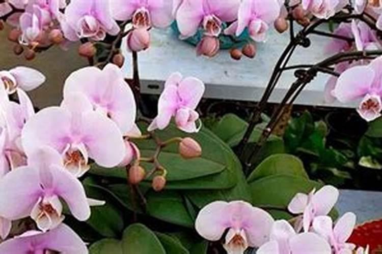 蝴蝶兰底肥放什么肥好
