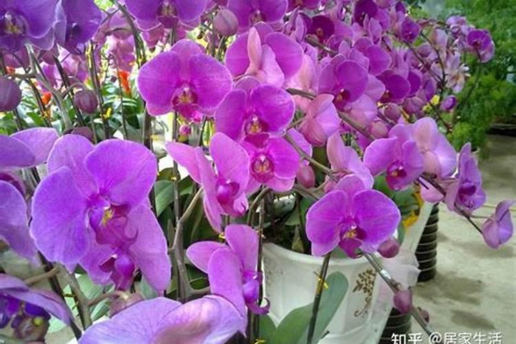 蝴蝶兰用什么肥,磷钾肥可促进花芽形成