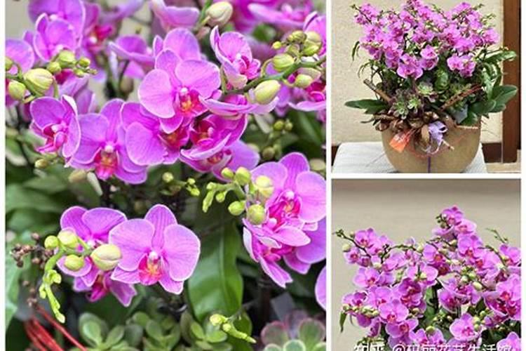 家养的蝴蝶兰到底该如何保养,几天浇一次水合适？