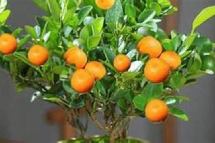 盆景桔子树施什么肥