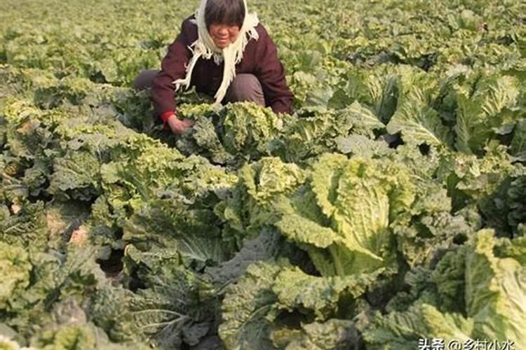 菜地里种菜了可以用生石灰吗？