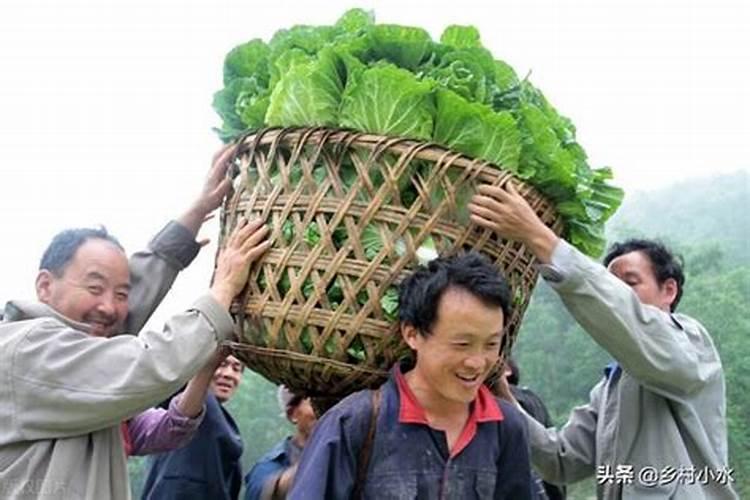 白菜烂心该怎么办？