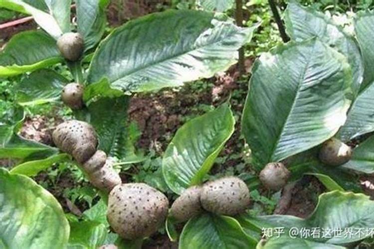 种植魔芋增产施肥用什么肥料？增产叶面肥怎么用更高效