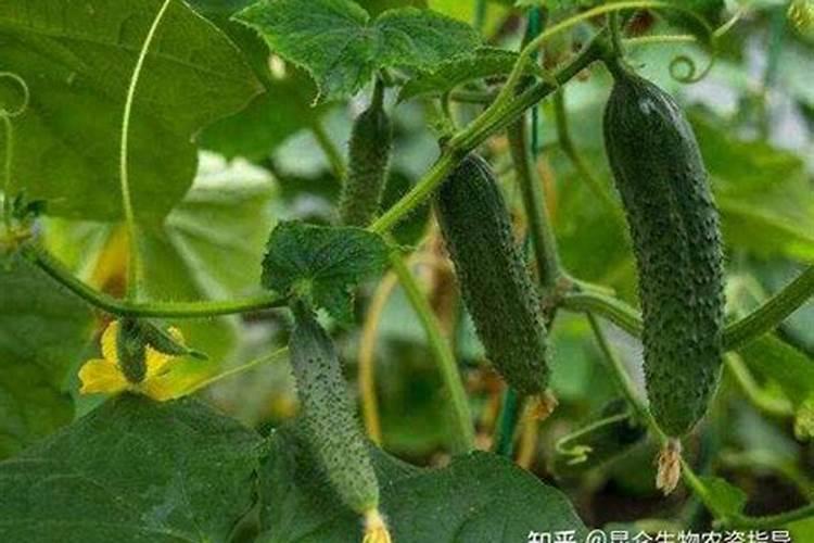 黄瓜中期冲施高钾的好,还是平衡