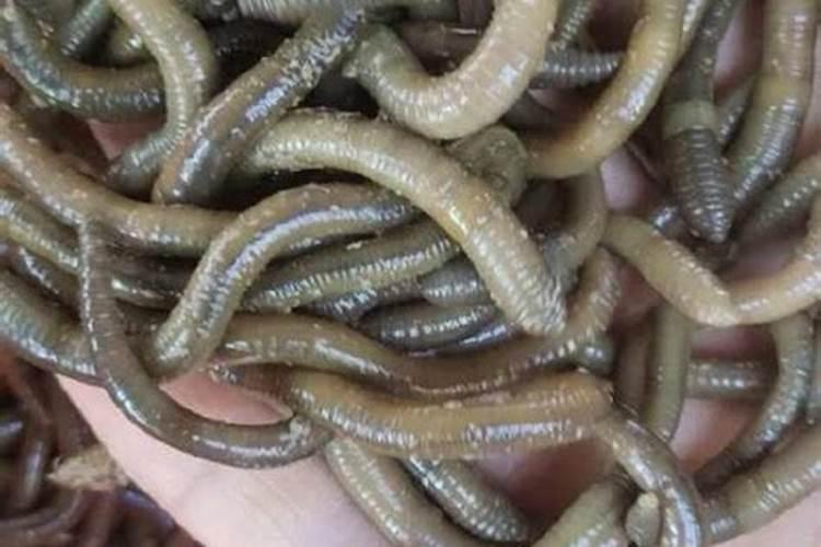 蚯蚓喂鱼有什么好处