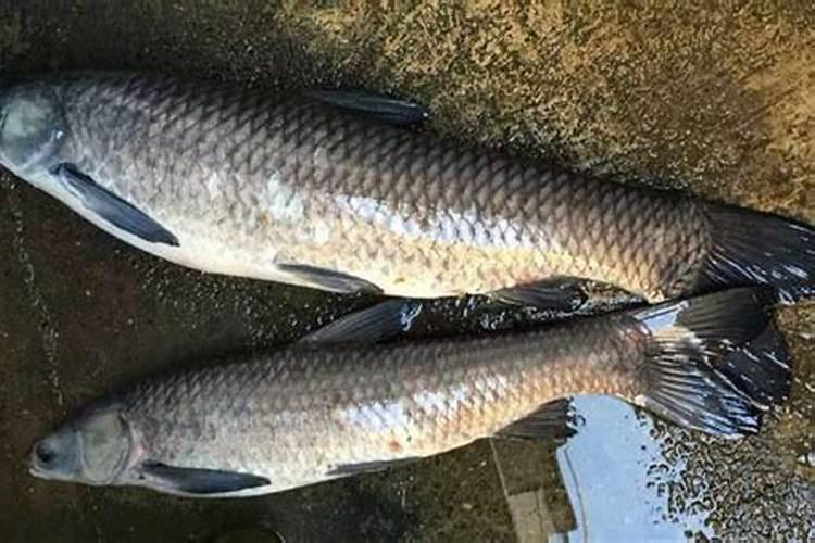 蚯蚓可以喂鱼吗