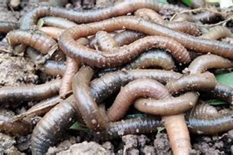 蚯蚓喂鱼有什么好处