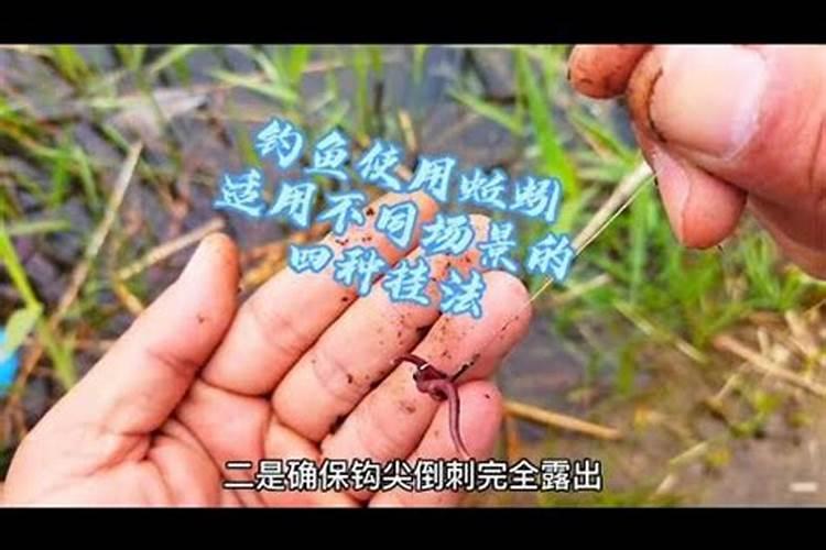 蚯蚓可以喂鱼吗