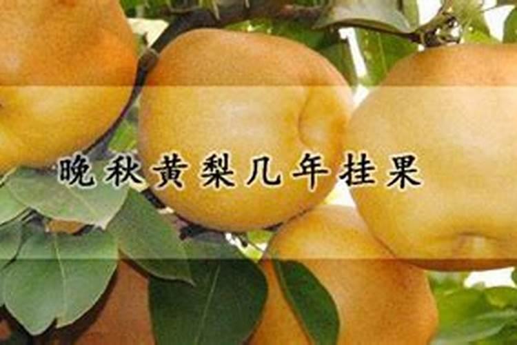 南果梨树雨后几个小时可以打