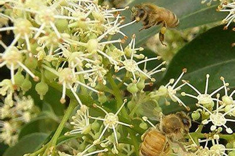 水称叶面肥初花期能用吗？