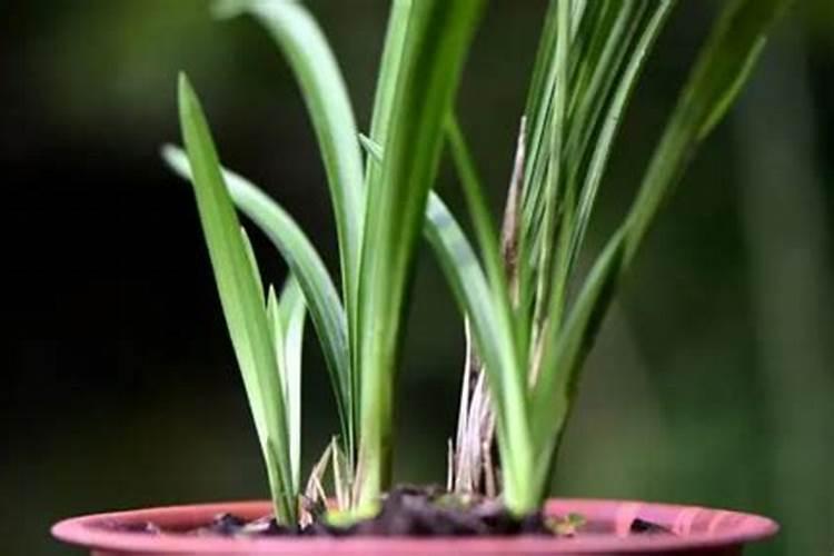 氮肥可以兑水浇花吗