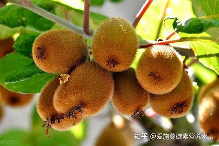 山东大棚种植基地有哪些？有哪位能说说看？