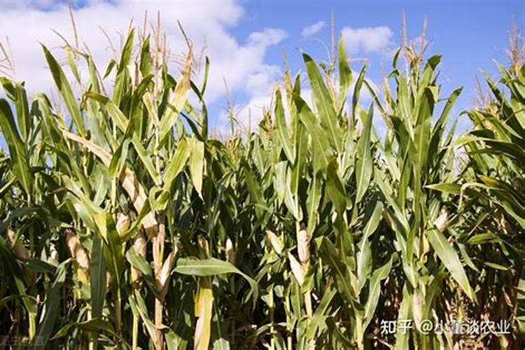 极端天气让玉米穗粒少,追施氮肥能补回来