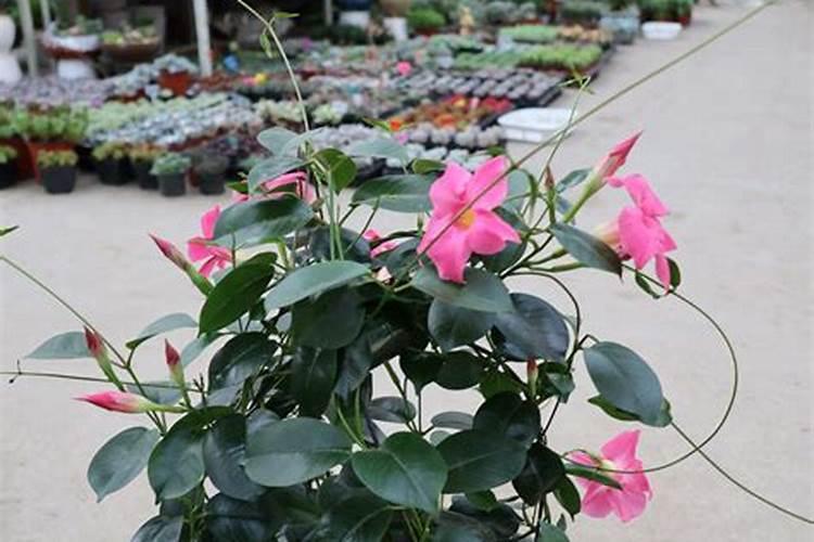 飘香藤怎么养才开花