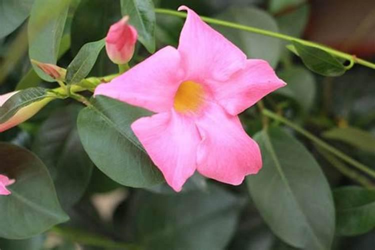 飘香藤什么时候开花 飘香藤开花时的一些注意事项