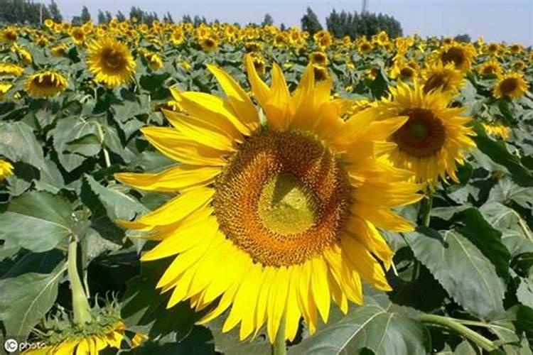 油葵打上除虫剂叶子有点黄是不是药过量了？