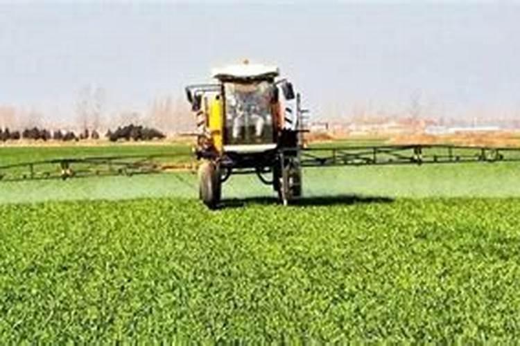 菊花除草剂残留怎么处理