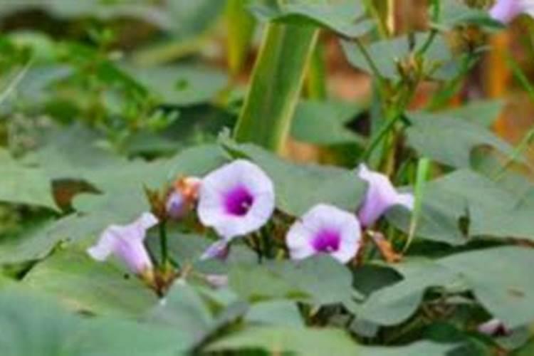 红薯一共要施肥几次