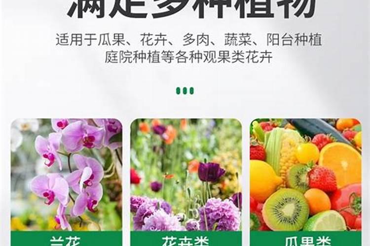 哪些花适合磷肥