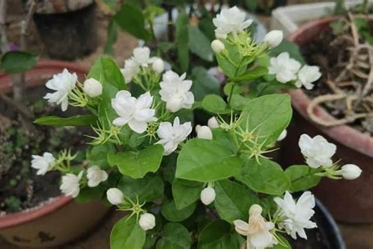 盆栽茉莉花怎么施肥