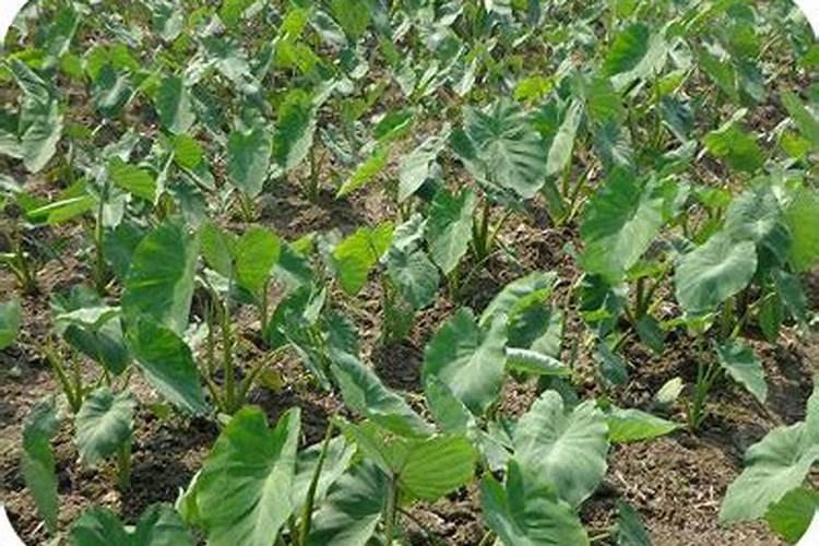 芋头种重茬行不行啊？