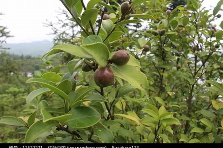 现在这个季节茶叶树要上什么肥料？