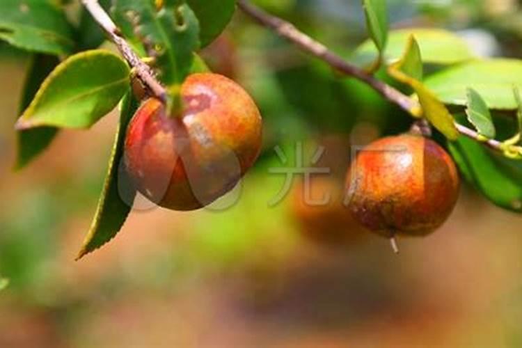茶树种植用什么肥料好