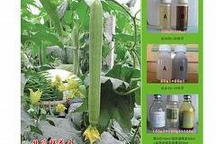 丝瓜病毒病症状与防治方法 用什么特效药好