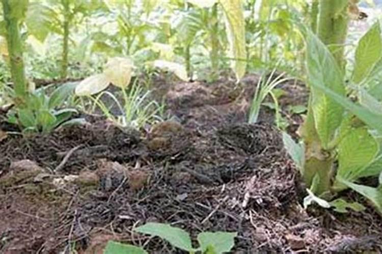 谁说有机肥不能作追肥,不这么用等著后悔吧