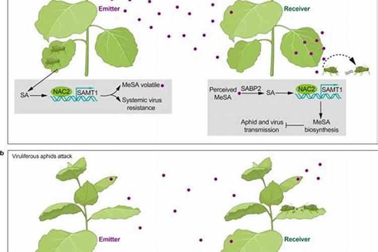 钾肥是用什么原料做的呢 什么是钾肥