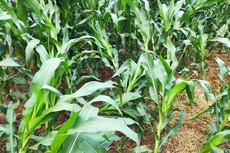 玉米控旺药能和芸苔素混合使用吗