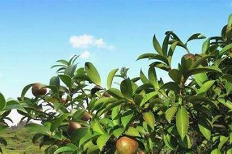 山茶籽与嫁接茶籽有区别吗？