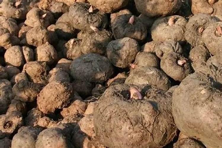 魔芋施肥最佳时间 使用什么肥料好