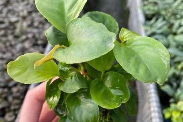 桃树病虫害防治方法