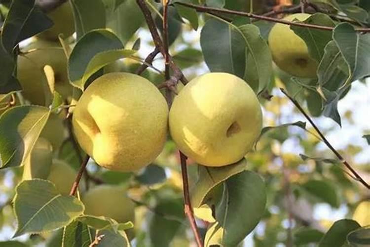 玉米植株矮小,但也开花,为什么不结棒呢？